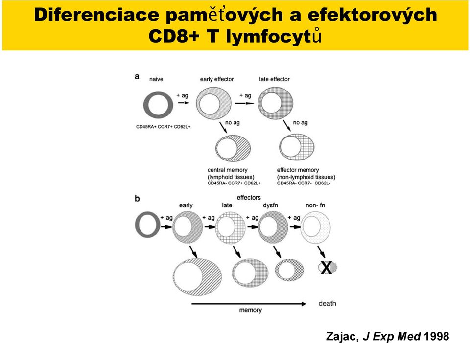 efektorov"ch CD8+ T