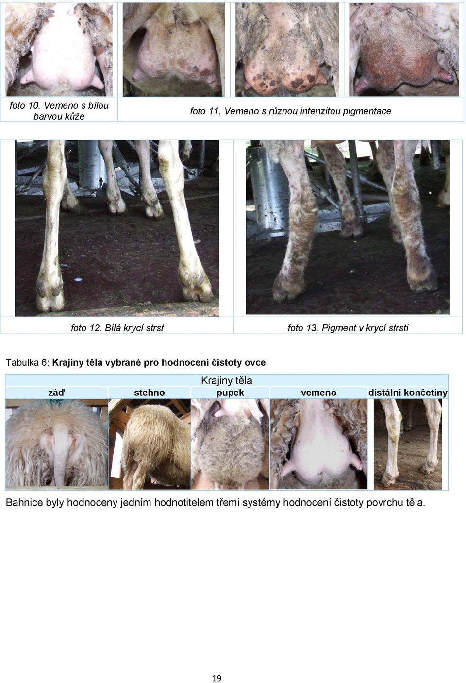 Pigment v krycí strsti Tabulka 6: Krajiny těla vybrané pro hodnocení čistoty ovce