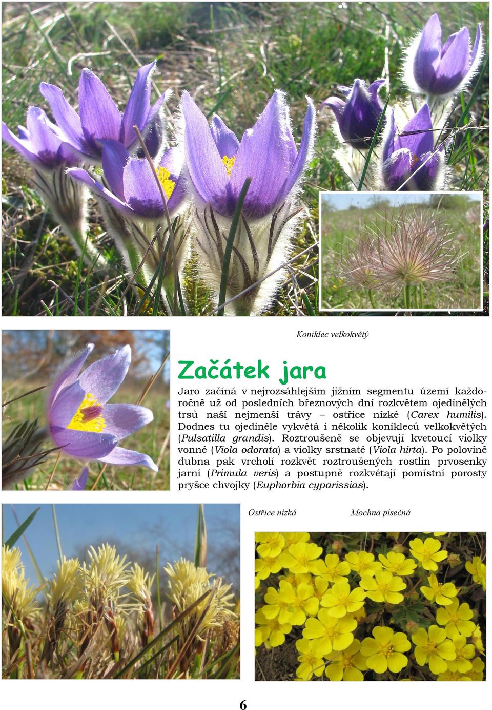 Dodnes tu ojediněle vykvétá i několik konikleců velkokvětých (Pulsatilla grandis).