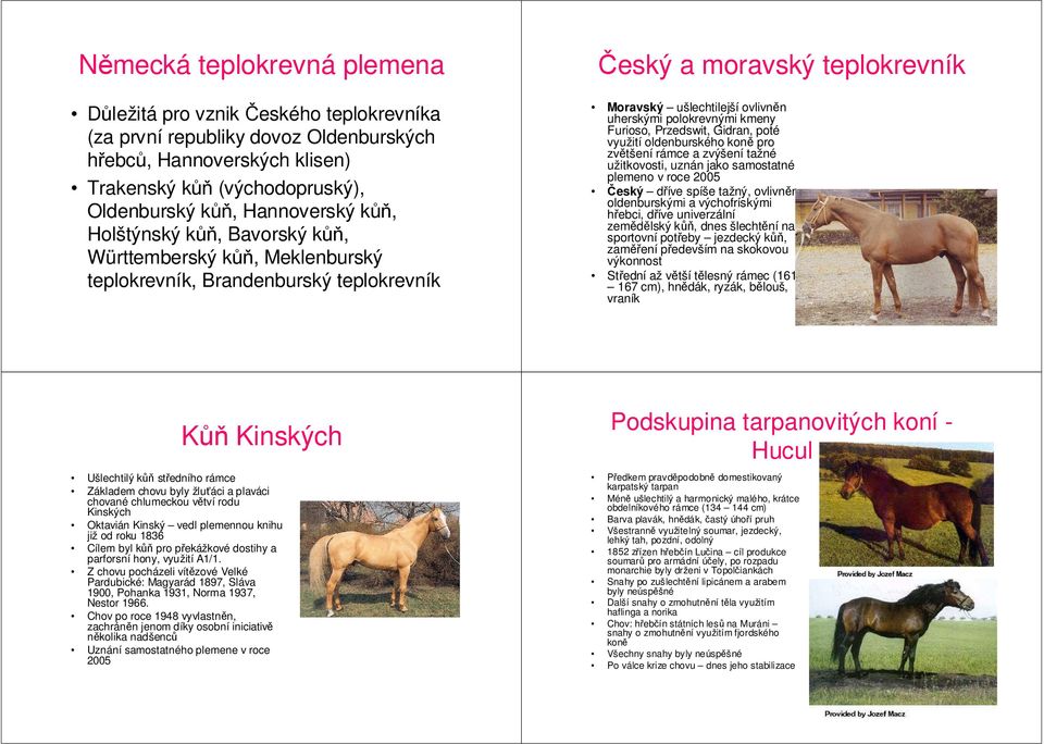 Furioso, Przedswit, Gidran, poté využití oldenburského koně pro zvětšení rámce a zvýšení tažné užitkovosti, uznán jako samostatné plemeno v roce 2005 Český dříve spíše tažný, ovlivněn oldenburskými a