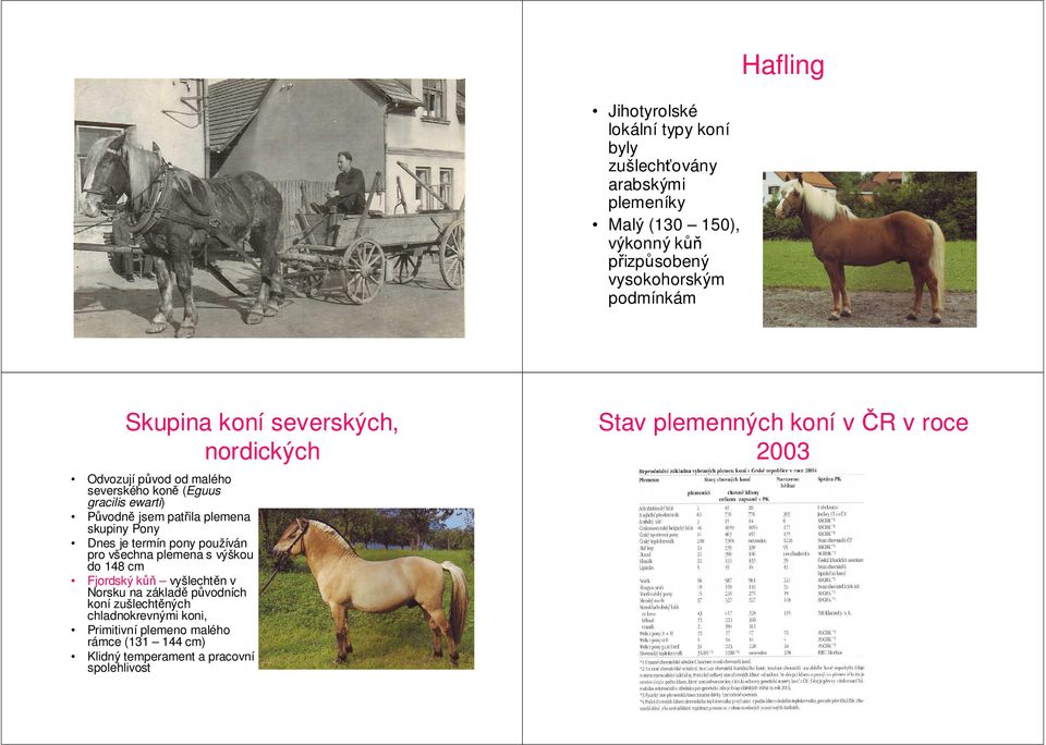 Dnes je termín pony používán pro všechna plemena s výškou do 148 cm Fjordský kůň vyšlechtěn v Norsku na základě původních koní zušlechtěných