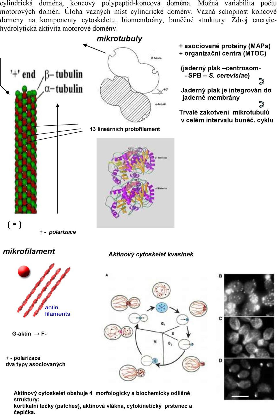 mikrotubuly + asociované proteiny (MAPs) + organizační centra (MTOC) (jaderný plak centrosom- - SPB S.