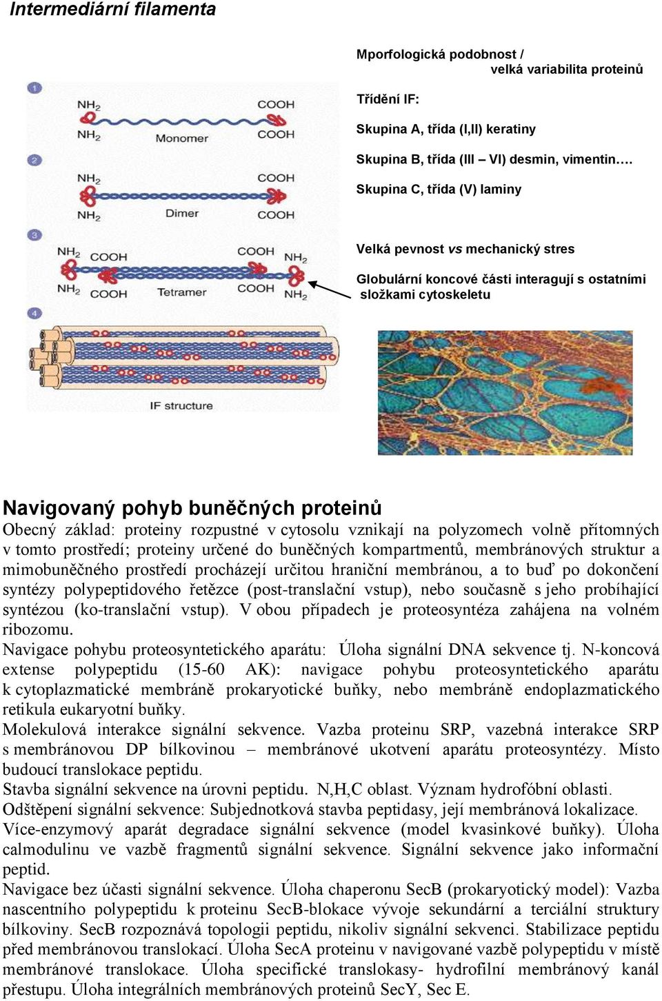 rozpustné v cytosolu vznikají na polyzomech volně přítomných v tomto prostředí; proteiny určené do buněčných kompartmentů, membránových struktur a mimobuněčného prostředí procházejí určitou hraniční
