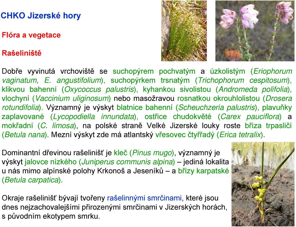 rosnatkou okrouhlolistou (Drosera rotundifolia).