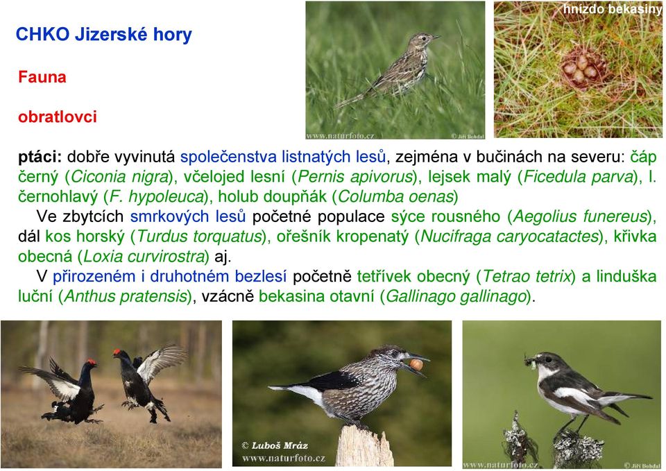 hypoleuca), holub doupňák (Columba oenas) Ve zbytcích smrkových lesů početné populace sýce rousného (Aegolius funereus), dál kos horský (Turdus