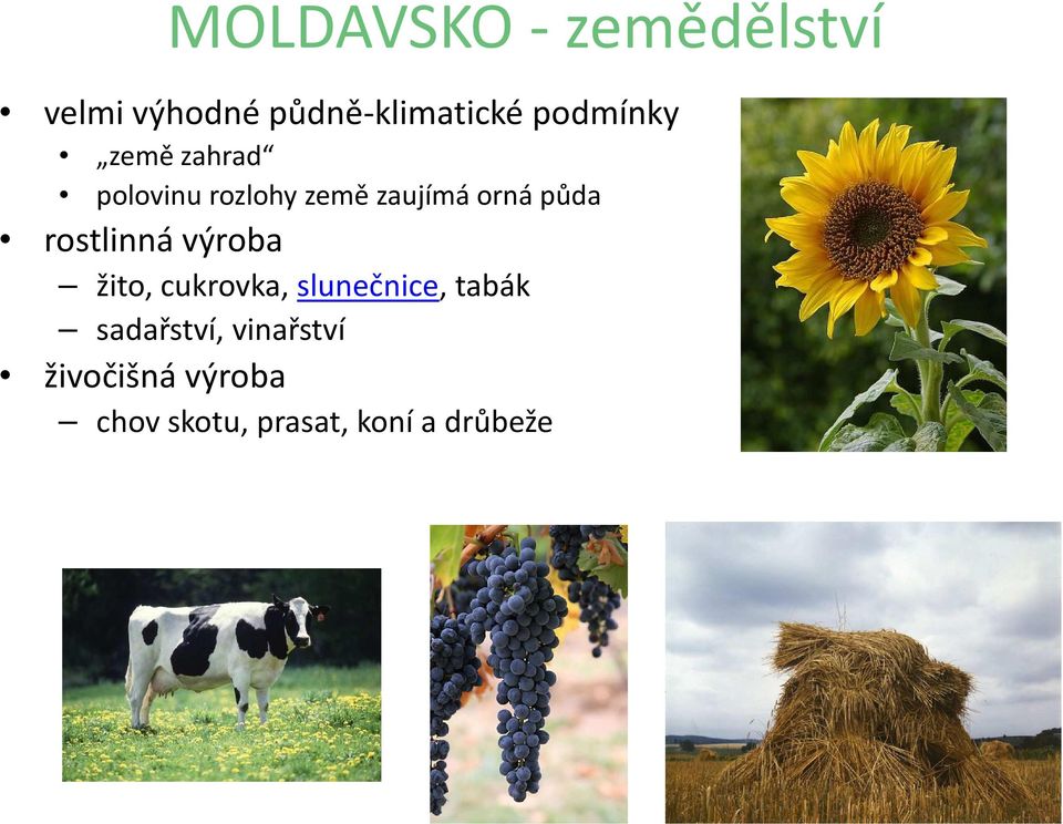 půda rostlinná výroba žito, cukrovka, slunečnice, tabák