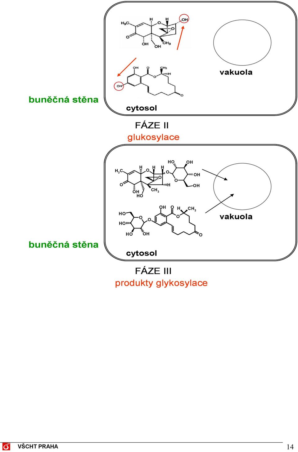 FÁZE III produkty glykosylace