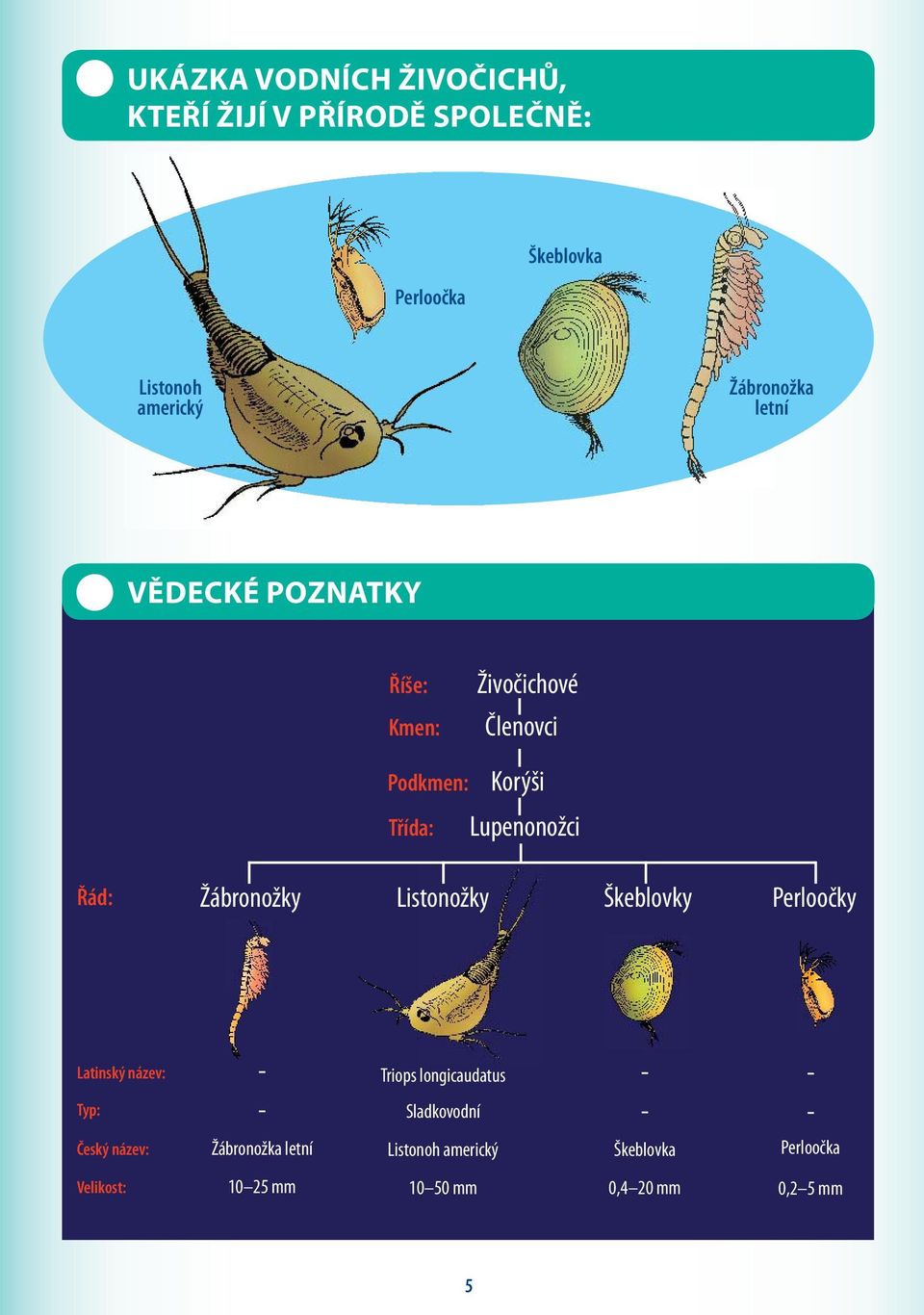 Listonožky Škeblovky Perloočky Latinský název: Typ: - - Triops longicaudatus Sladkovodní - - - - Český