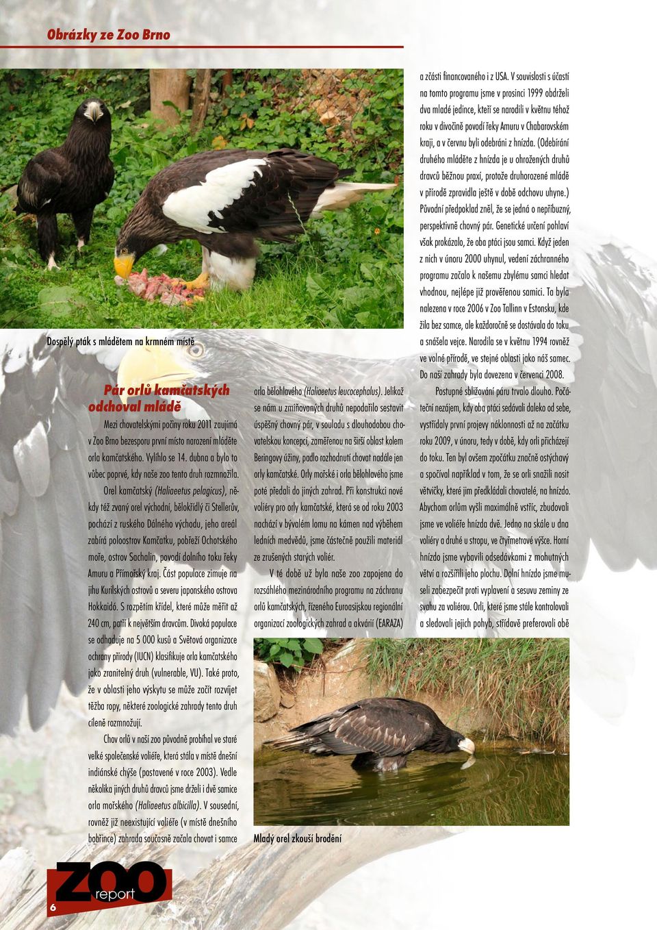 Orel kamčatský (Haliaeetus pelagicus), někdy též zvaný orel východní, bělokřídlý či Stellerův, pochází z ruského Dálného východu, jeho areál zabírá poloostrov Kamčatku, pobřeží Ochotského moře,