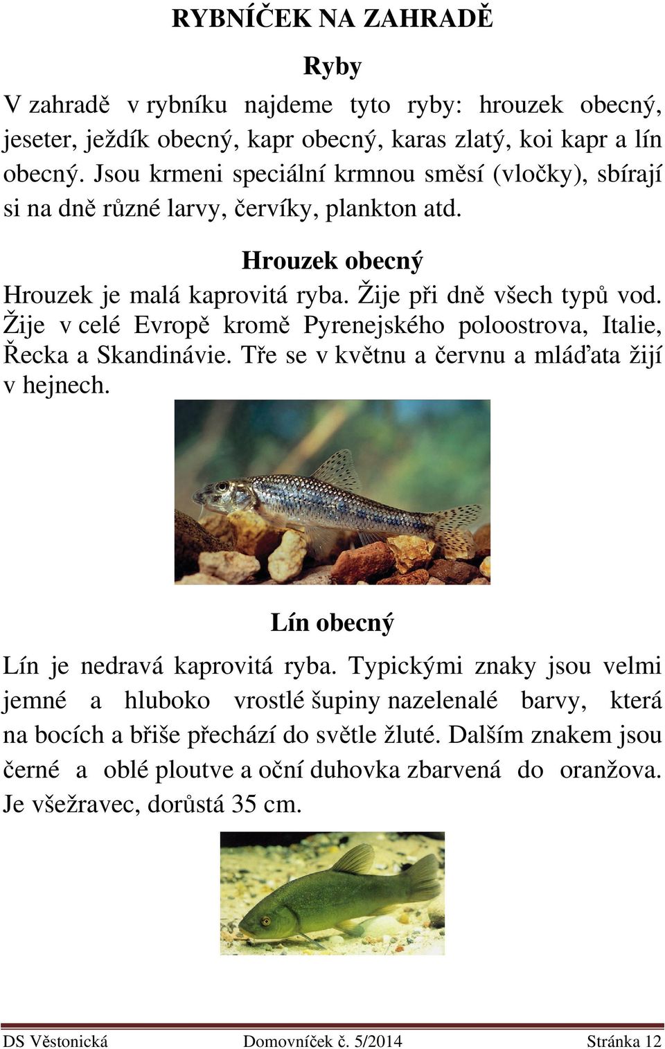 Žije v celé Evropě kromě Pyrenejského poloostrova, Italie, Řecka a Skandinávie. Tře se v květnu a červnu a mláďata žijí v hejnech. Lín obecný Lín je nedravá kaprovitá ryba.