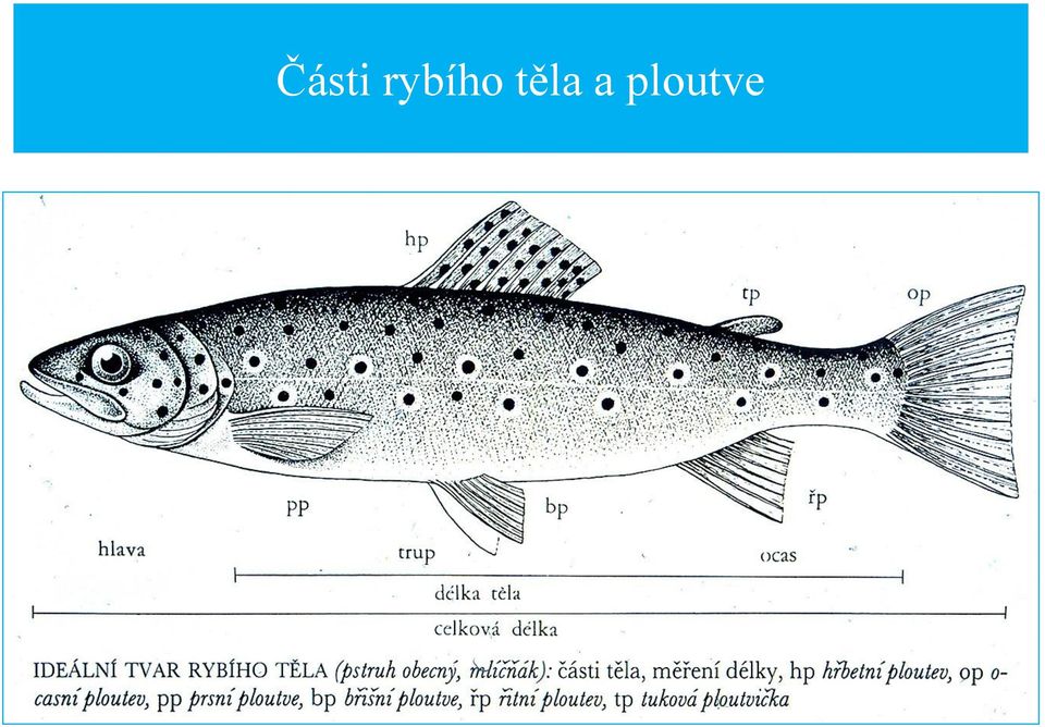 těla a