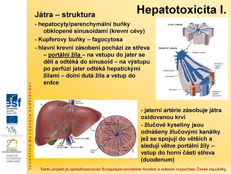 hepatickými žílami dolní dutá žíla a vstup do srdce Hepatotoxicita I.