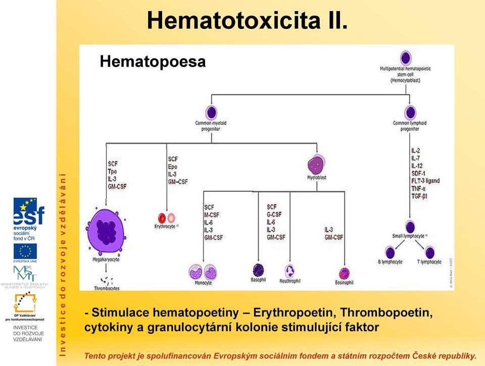 hematopoetiny Erythropoetin,