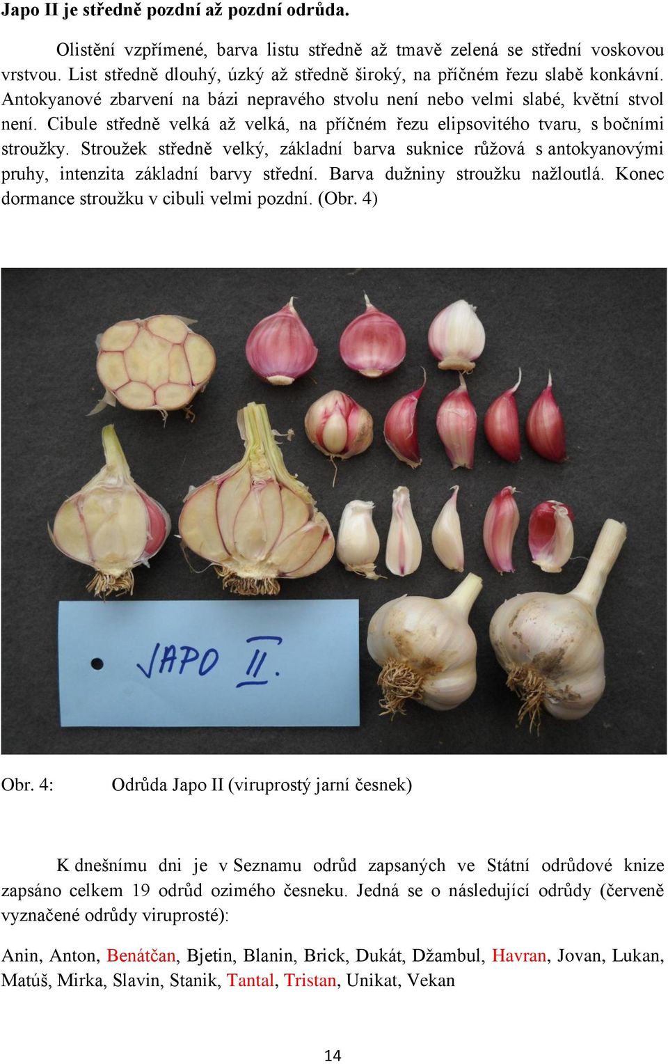 Cibule středně velká až velká, na příčném řezu elipsovitého tvaru, s bočními stroužky. Stroužek středně velký, základní barva suknice růžová s antokyanovými pruhy, intenzita základní barvy střední.