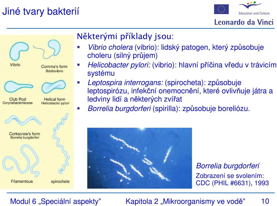 leptospirózu, infekční onemocnění, které ovlivňuje játra a ledviny lidí a některých zvířat Borrelia burgdorferi (spirilla):