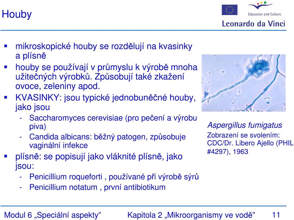 KVASINKY: jsou typické jednobuněčné houby, jako jsou - Saccharomyces cerevisiae (pro pečení a výrobu piva) - Candida albicans: běžný patogen, způsobuje