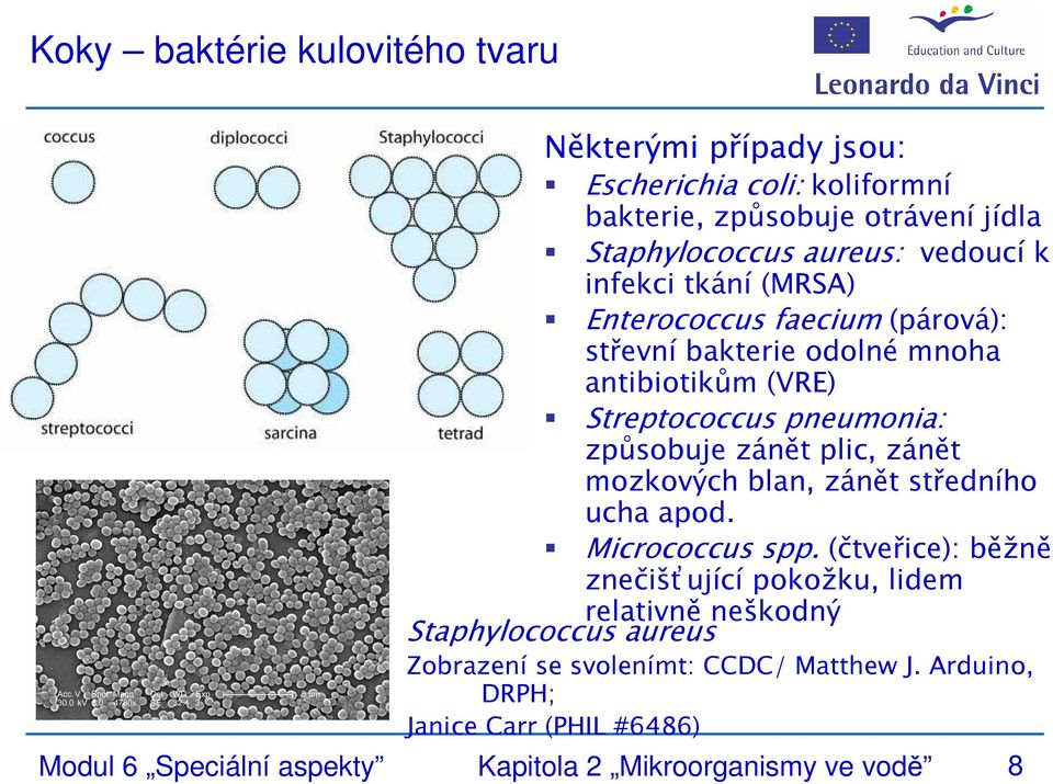 zánět plic, zánět mozkových blan, zánět středního ucha apod. Micrococcus spp.