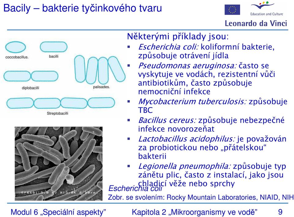 novorozeňat Lactobacillus acidophilus: je považován za probiotickou nebo přátelskou bakterii Legionella pneumophila: způsobuje typ zánětu plic, často z instalací,