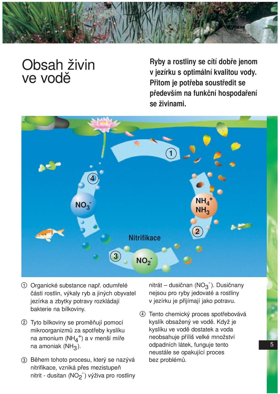 2 Tyto bílkoviny se proměňují pomocí mikroorganizmů za spotřeby kyslíku na amonium (NH 4 + ) a v menší míře na amoniak (NH 3 ).