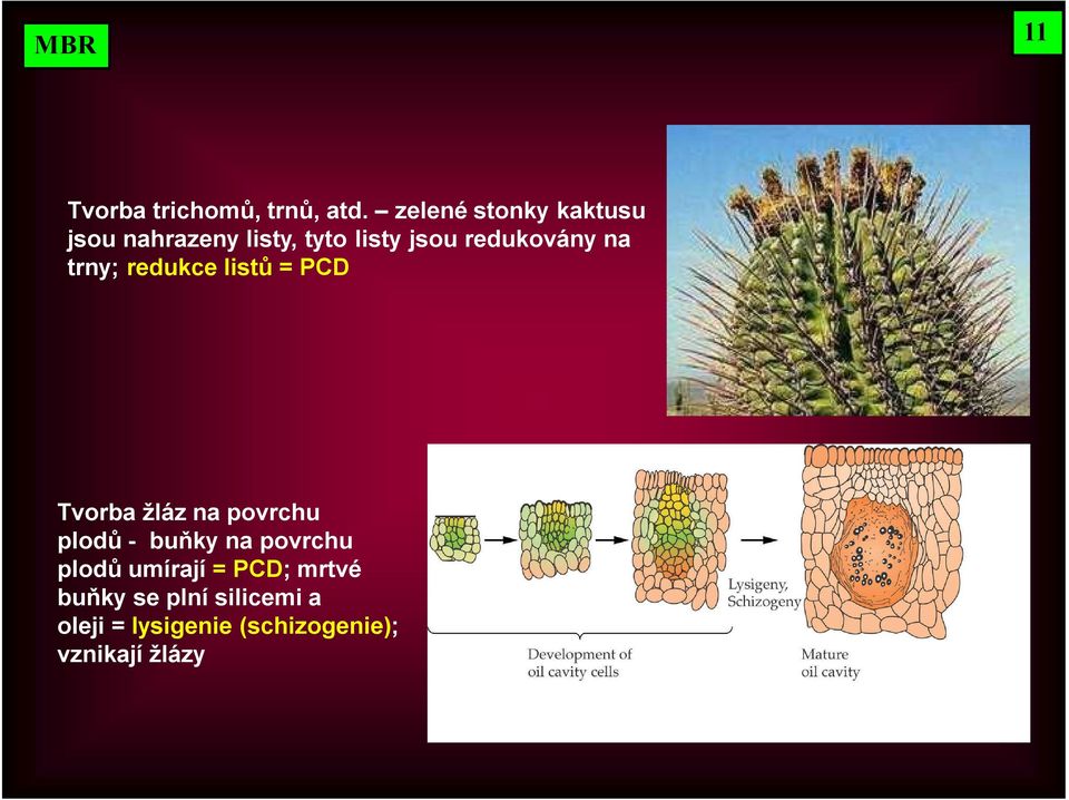 redukovány na trny; redukce listů = PCD Tvorba žláz na povrchu plodů