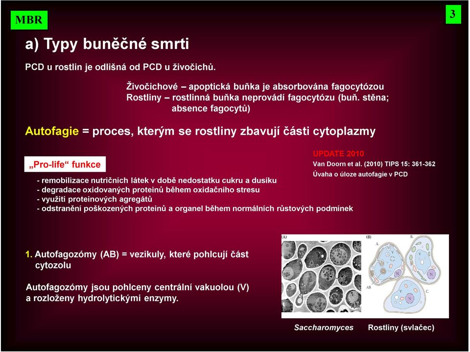 (2010) TIPS 15: 361-362 Úvaha o úloze autofagie v PCD - remobilizace nutričních látek v době nedostatku cukru a dusíku - degradace oxidovaných proteinů během oxidačního stresu - využití