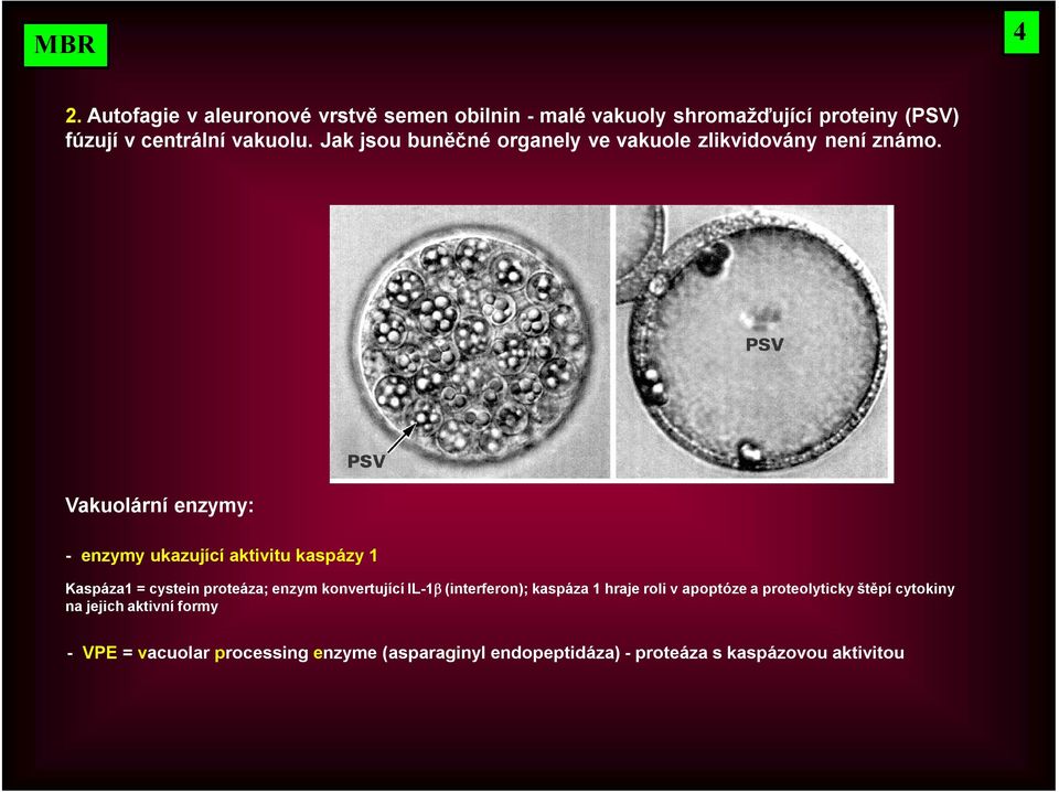 Vakuolární enzymy: - enzymy ukazující aktivitu kaspázy 1 Kaspáza1 = cystein proteáza; enzym konvertující IL-1b