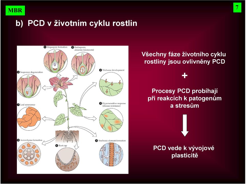 PCD + Procesy PCD probíhají při reakcích k