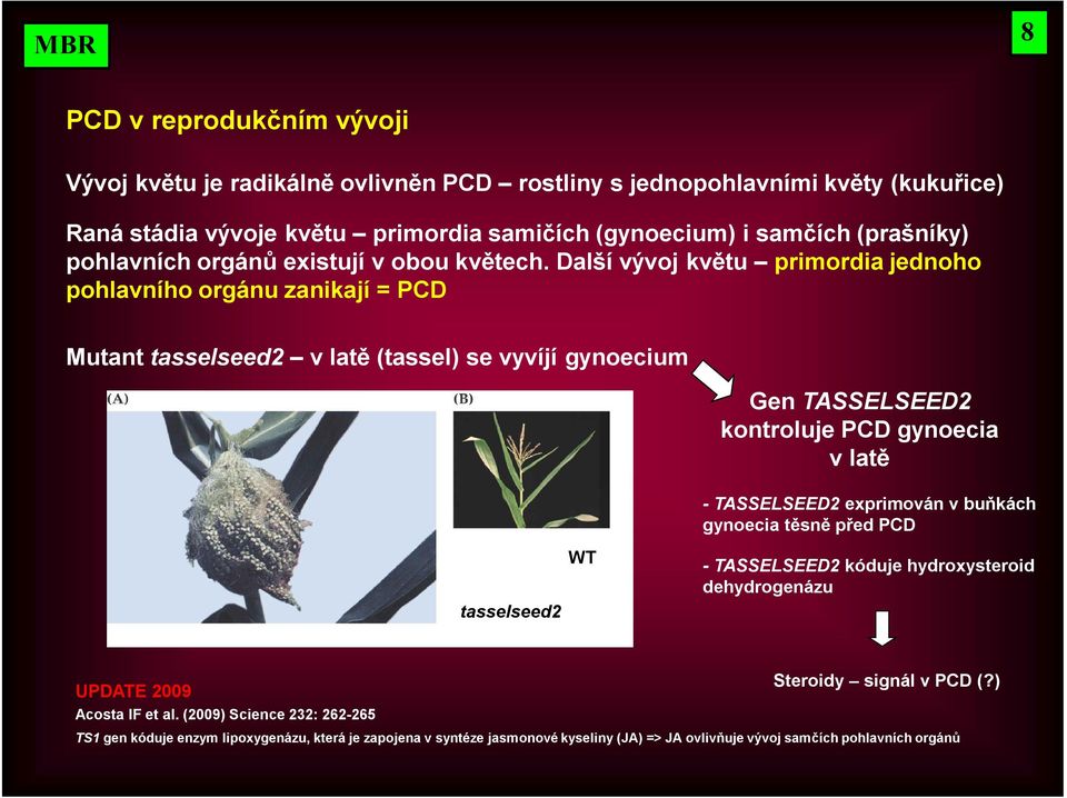 Další vývoj květu primordia jednoho pohlavního orgánu zanikají = PCD Mutant tasselseed2 v latě (tassel) se vyvíjí gynoecium Gen TASSELSEED2 kontroluje PCD gynoecia v latě - TASSELSEED2