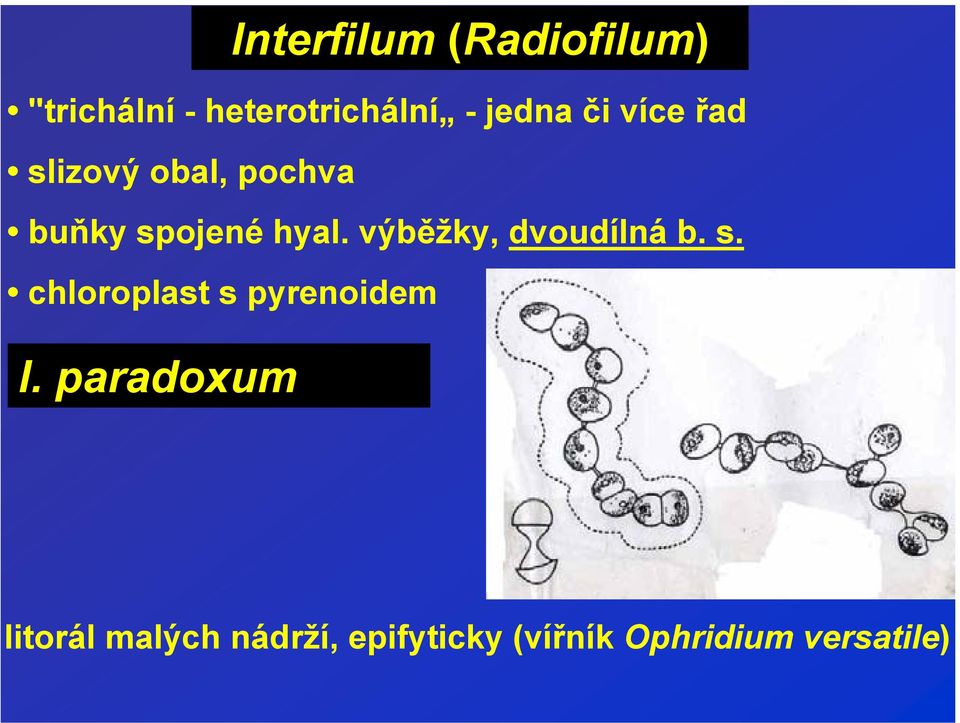 výběžky, dvoudílná b. s. chloroplast s pyrenoidem I.