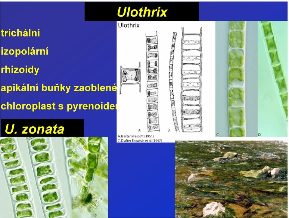 apikálníbuňky zaoblené