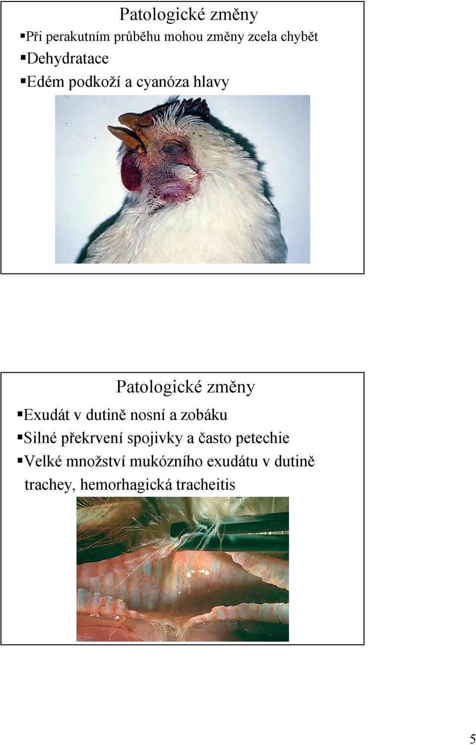 dutině nosní a zobáku Silné překrvení spojivky a často petechie