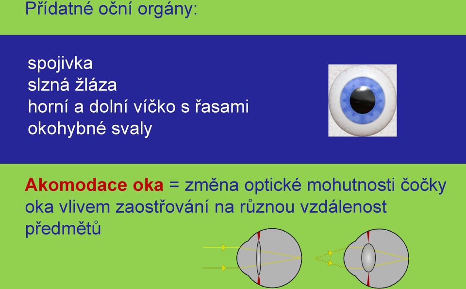 Akomodace oka = změna optické mohutnosti čočky