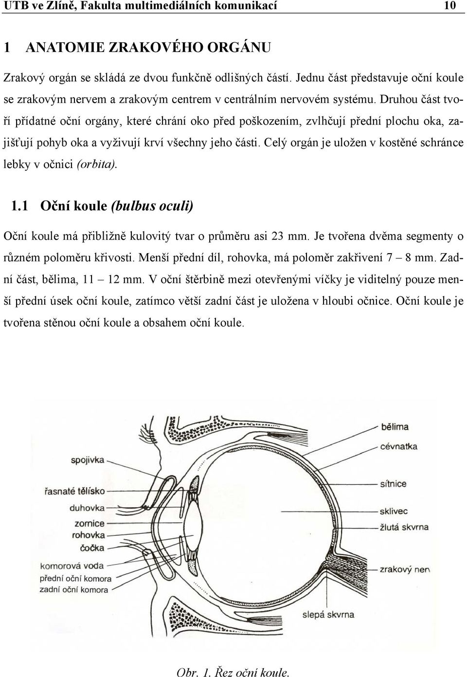 Druhou část tvoří přídatné oční orgány, které chrání oko před poškozením, zvlhčují přední plochu oka, zajišťují pohyb oka a vyživují krví všechny jeho části.