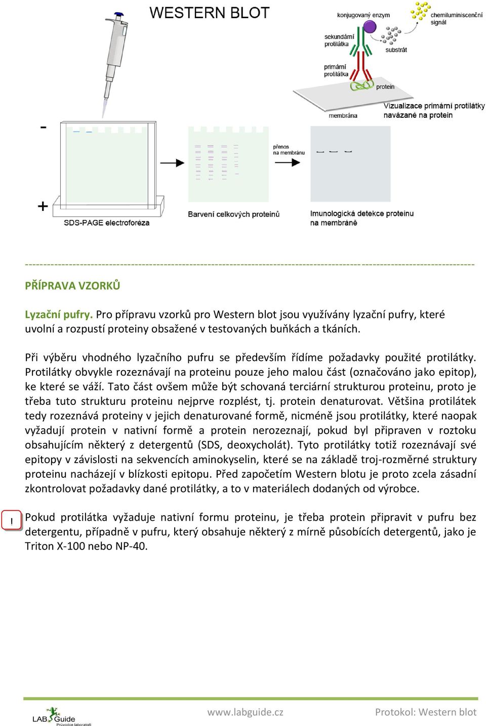 Tato část ovšem může být schovaná terciární strukturou proteinu, proto je třeba tuto strukturu proteinu nejprve rozplést, tj. protein denaturovat.