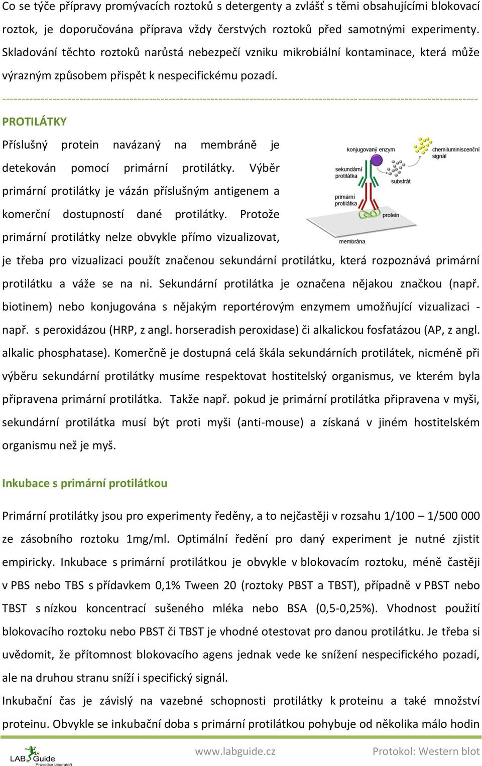 PROTILÁTKY Příslušný protein navázaný na membráně je detekován pomocí primární protilátky. Výběr primární protilátky je vázán příslušným antigenem a komerční dostupností dané protilátky.