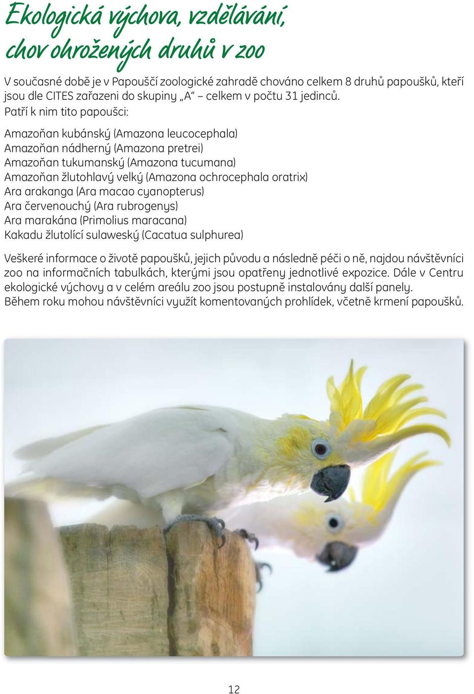 Patří k nim tito papoušci: Amazoňan kubánský (Amazona leucocephala) Amazoňan nádherný (Amazona pretrei) Amazoňan tukumanský (Amazona tucumana) Amazoňan žlutohlavý velký (Amazona ochrocephala oratrix)