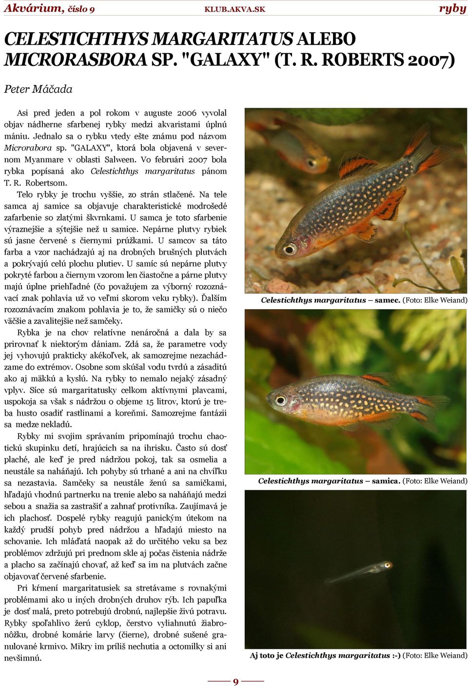 Jednalo sa o rybku vtedy ešte známu pod názvom Microrabora sp. "GALAXY", ktorá bola objavená v severnom Myanmare v oblasti Salween.