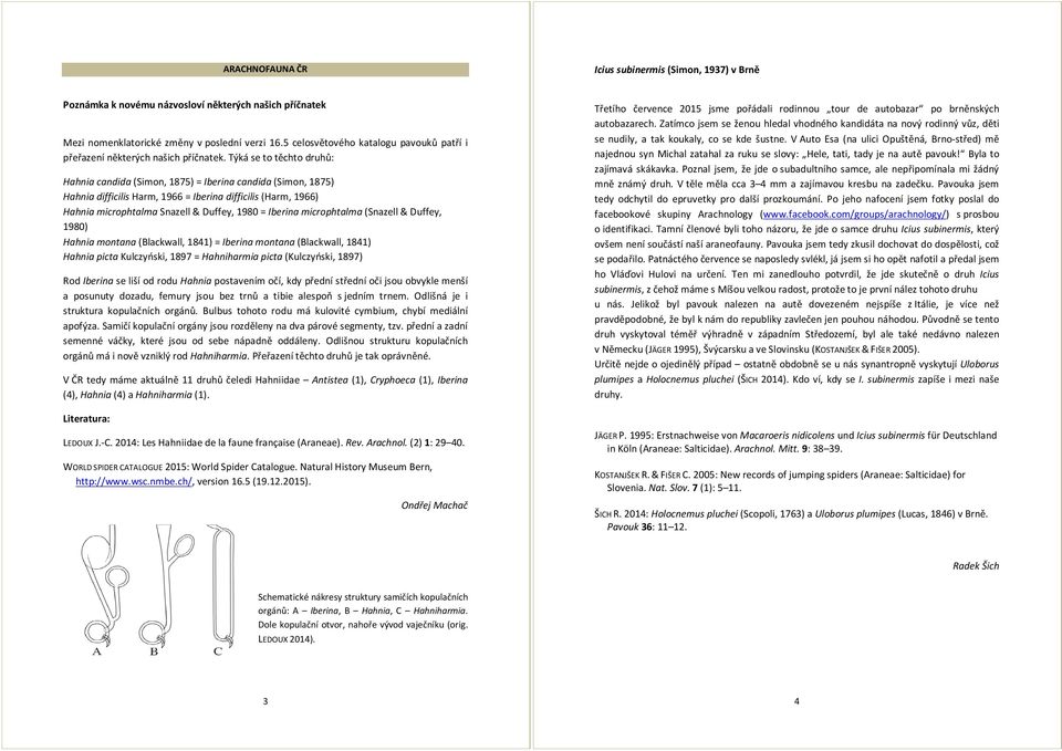 Týká se to těchto druhů: Hahnia candida (Simon, 1875) = Iberina candida (Simon, 1875) Hahnia difficilis Harm, 1966 = Iberina difficilis (Harm, 1966) Hahnia microphtalma Snazell & Duffey, 1980 =