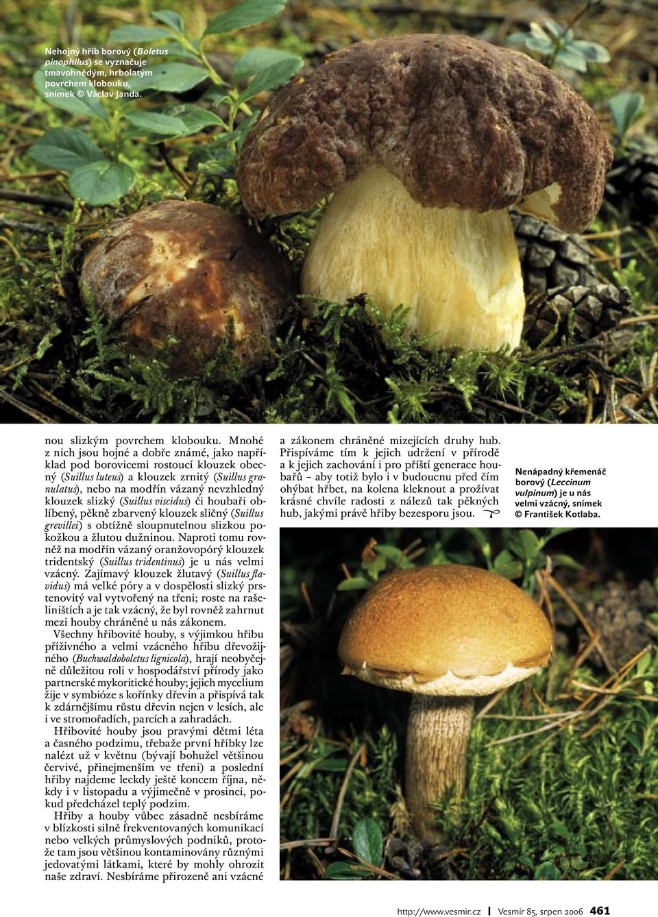 (Suillus viscidus) či houbaři oblíbený, pěkně zbarvený klouzek sličný (Suillus grevillei) s obtížně sloupnutelnou slizkou pokožkou a žlutou dužninou.