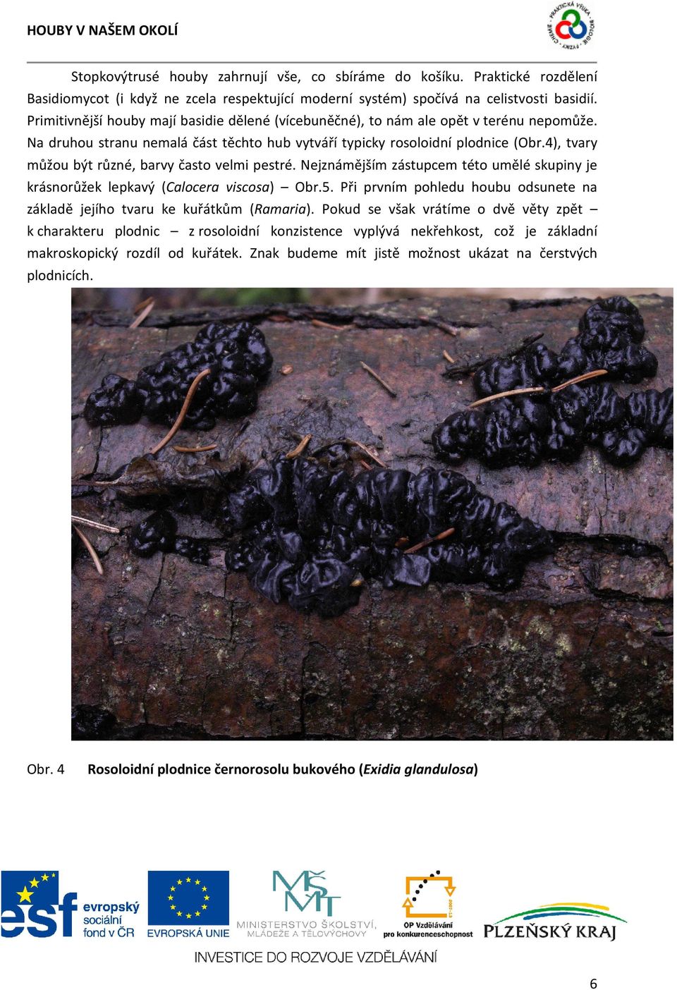4), tvary můžou být různé, barvy často velmi pestré. Nejznámějším zástupcem této umělé skupiny je krásnorůžek lepkavý (Calocera viscosa) Obr.5.
