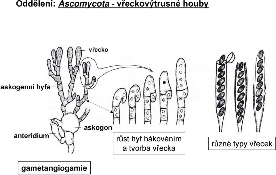 askogon růst hyf hákováním a tvorba