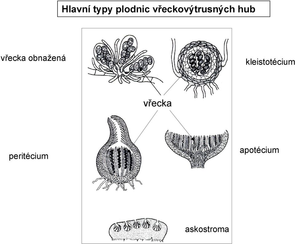 obnažená kleistotécium