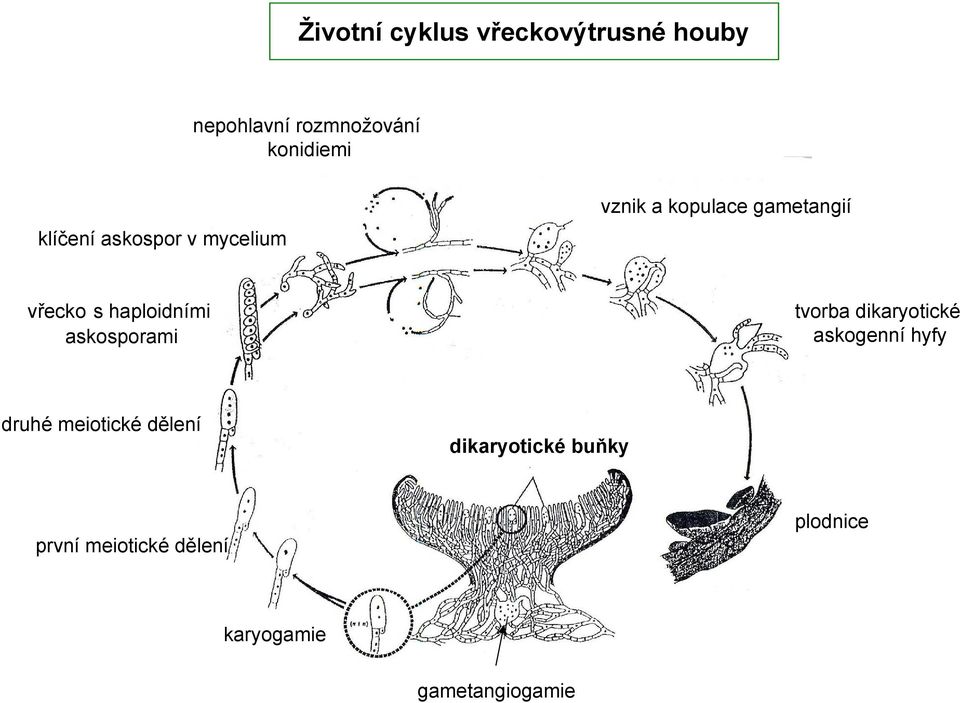 haploidními askosporami tvorba dikaryotické askogenní hyfy druhé