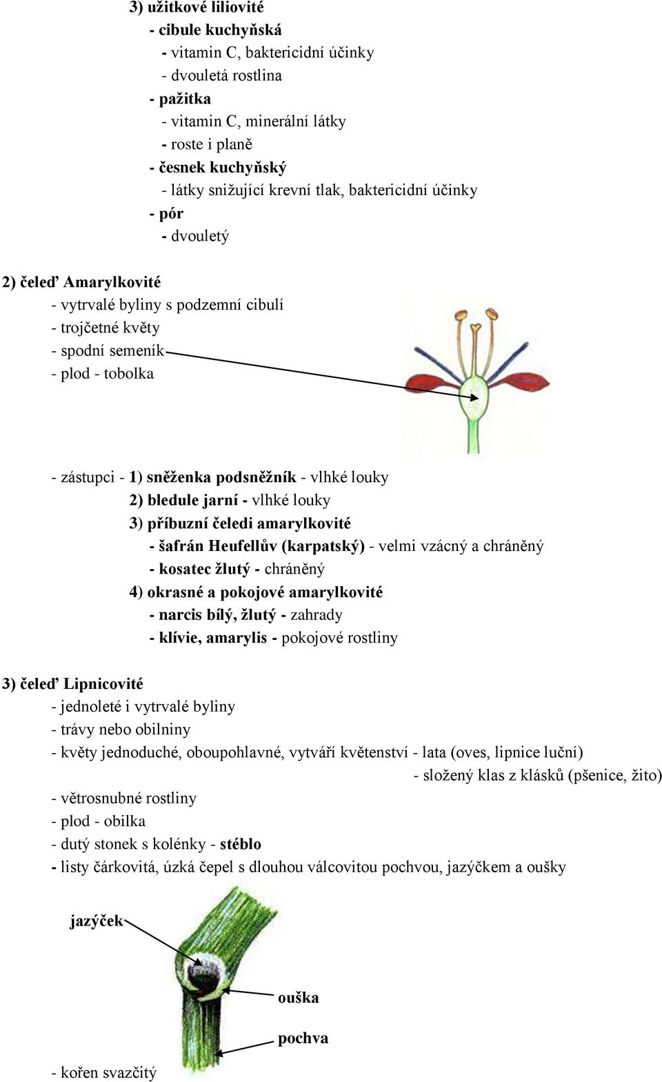 bledule jarní - vlhké louky 3) příbuzní čeledi amarylkovité - šafrán Heufellův (karpatský) - velmi vzácný a chráněný - kosatec žlutý - chráněný 4) okrasné a pokojové amarylkovité - narcis bílý, žlutý