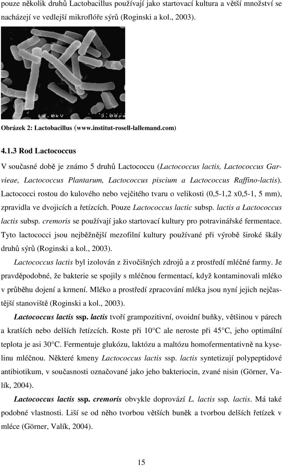 3 Rod Lactococcus V současné době je známo 5 druhů Lactococcu (Lactococcus lactis, Lactococcus Garvieae, Lactococcus Plantarum, Lactococcus piscium a Lactococcus Raffino-lactis).