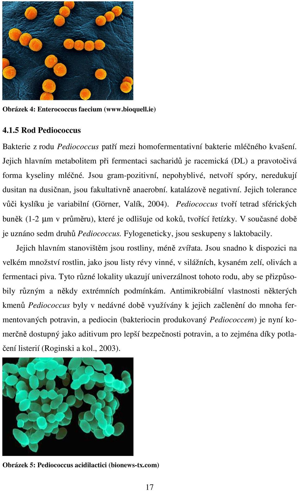 Jsou gram-pozitivní, nepohyblivé, netvoří spóry, neredukují dusitan na dusičnan, jsou fakultativně anaerobní. katalázově negativní. Jejich tolerance vůči kyslíku je variabilní (Görner, Valík, 2004).