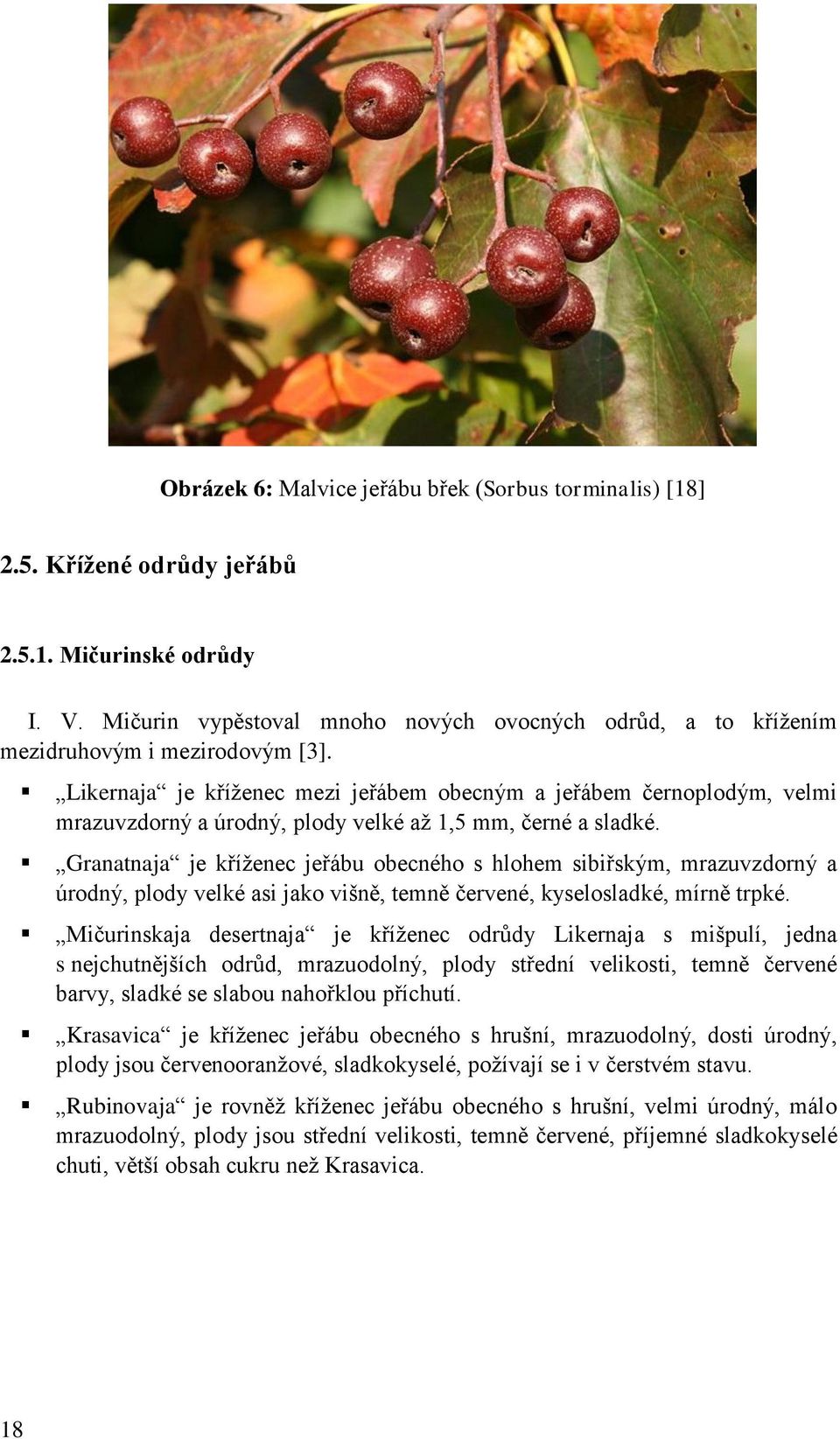 Likernaja je kříţenec mezi jeřábem obecným a jeřábem černoplodým, velmi mrazuvzdorný a úrodný, plody velké aţ 1,5 mm, černé a sladké.