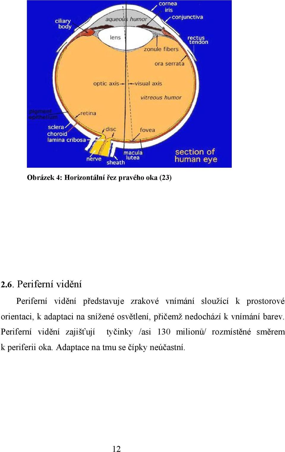 orientaci, k adaptaci na snížené osvětlení, přičemž nedochází k vnímání barev.