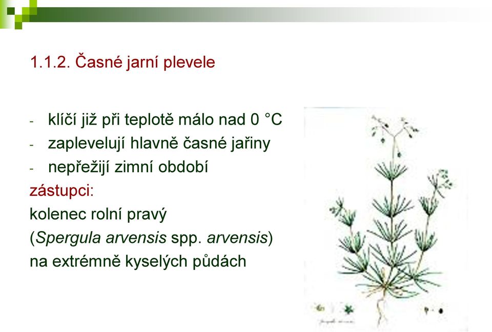 0 C - zaplevelují hlavně časné jařiny - nepřežijí