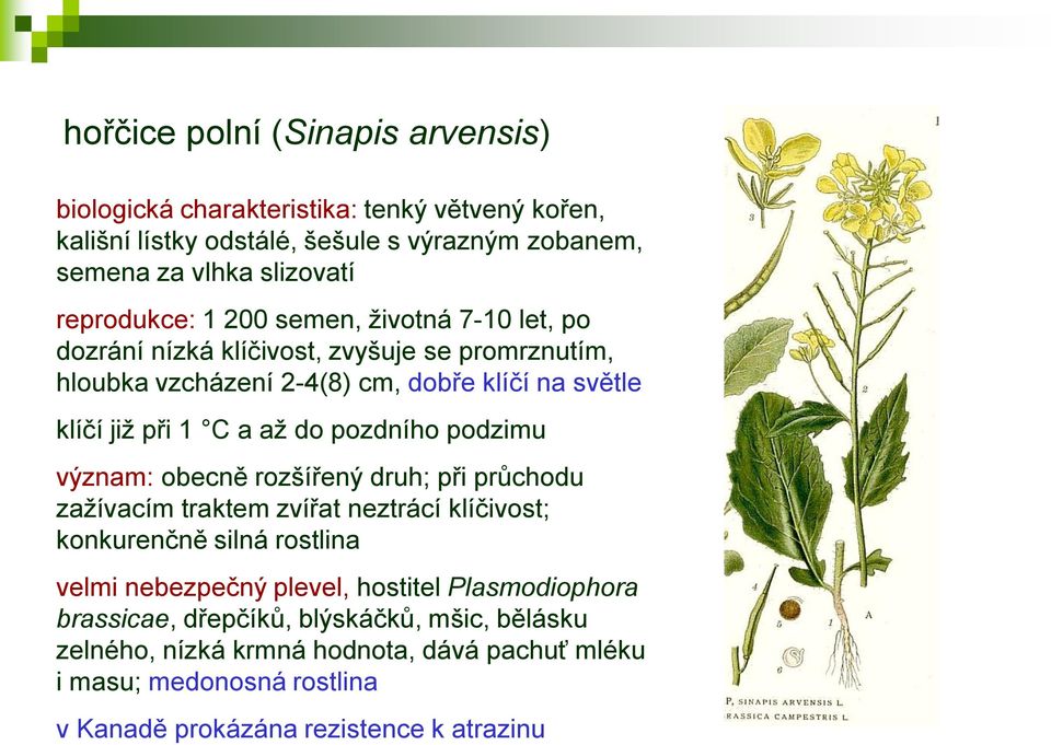 do pozdního podzimu význam: obecně rozšířený druh; při průchodu zažívacím traktem zvířat neztrácí klíčivost; konkurenčně silná rostlina velmi nebezpečný plevel,